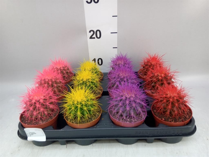 <h4>Echinocactus grusonii</h4>