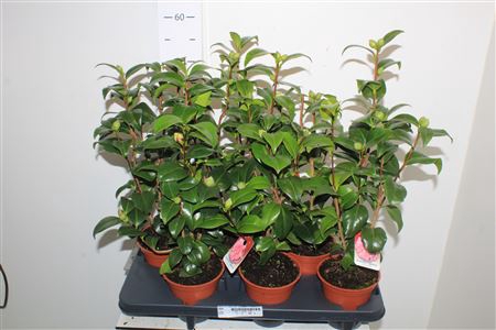 <h4>Camellia Japonica 10+</h4>