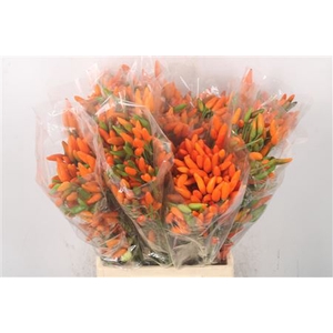 Pepers Paprika Orange Per Bunch