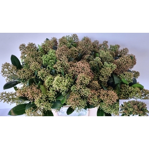 SKIM J SNOW WHITE BS