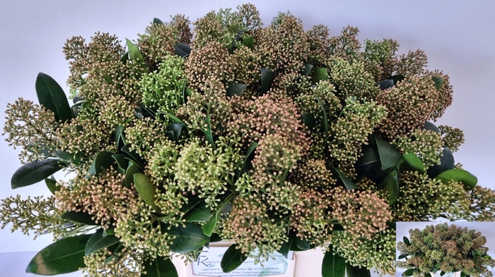 <h4>SKIM J SNOW WHITE BS</h4>