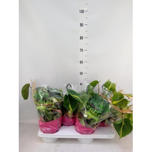 Philodendron scand. 'Brasil'