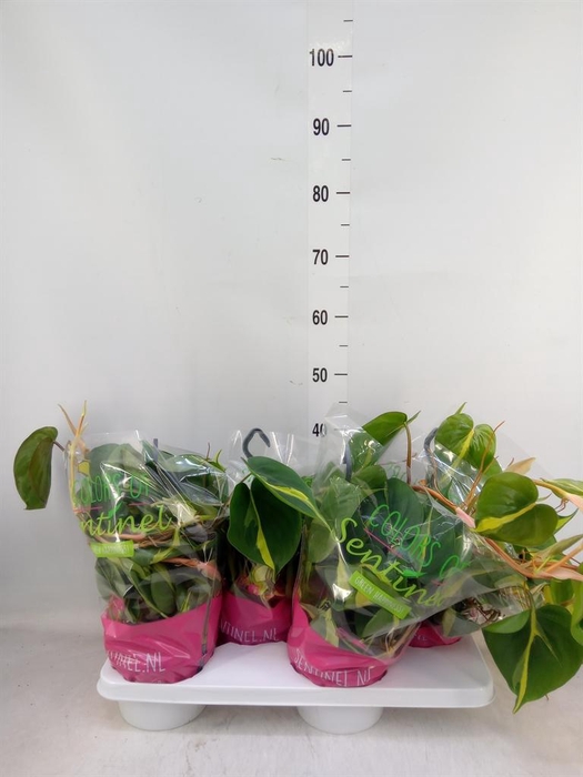 <h4>Philodendron scand. 'Brasil'</h4>