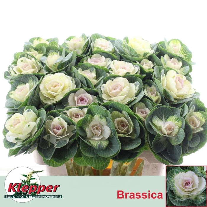 <h4>BRASS WHITE CRANE</h4>