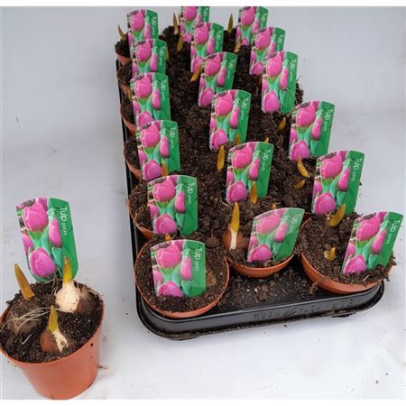 <h4>Tulipa Paars</h4>