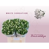 Bouvardia si white sensation