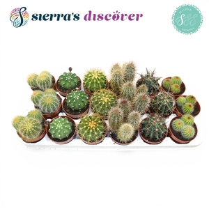 CACTUS GEM