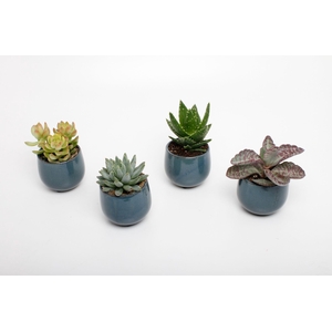 succulenten mix in dubai blue keramiek