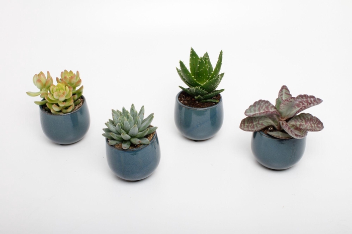 <h4>succulenten mix in dubai blue keramiek</h4>