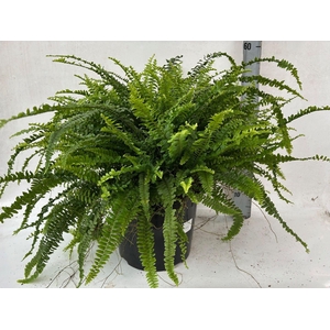 Nephrolepis exal. 'Green Lady'