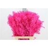 Ruscus Bleached Hot Pink