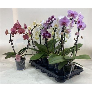 Phal Gem Bow 2 Branches 14+