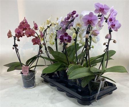 <h4>Phal Gem Bow 2 Branches 14+</h4>