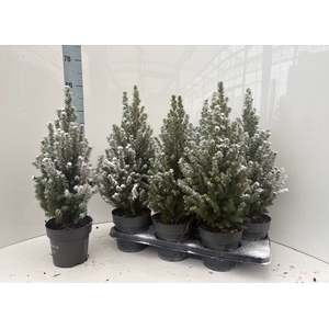 PICEA GL PERFECTA