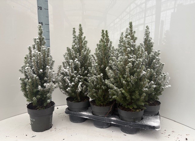 <h4>PICEA GL PERFECTA</h4>