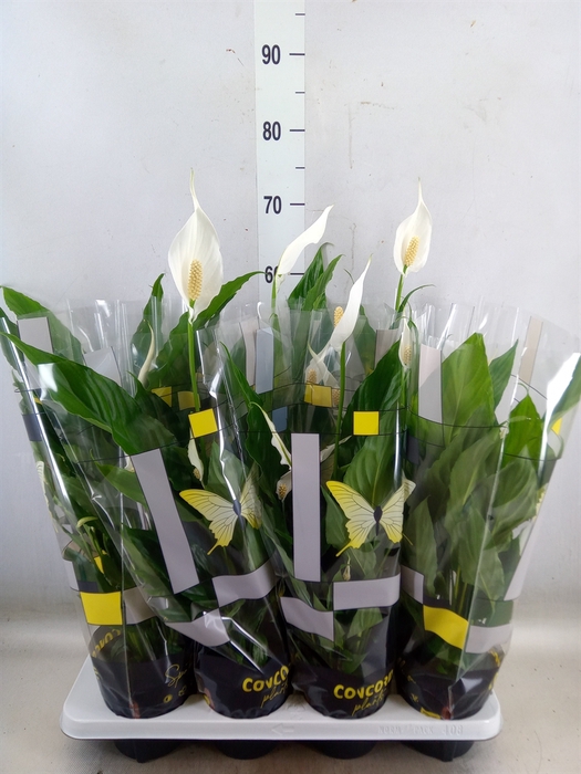 <h4>Spathiphyllum  'Sweet Chico'</h4>