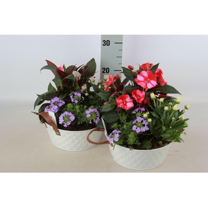 ARR TUINPLANTEN