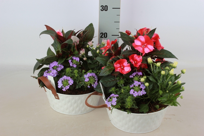 <h4>ARR TUINPLANTEN</h4>