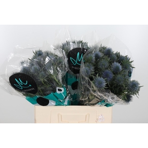 Eryng Magnetar Qstar