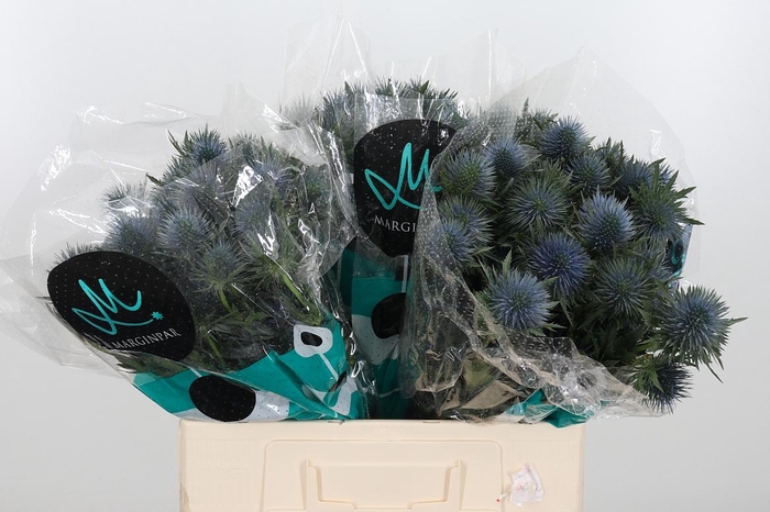 <h4>Eryng Magnetar Qstar</h4>