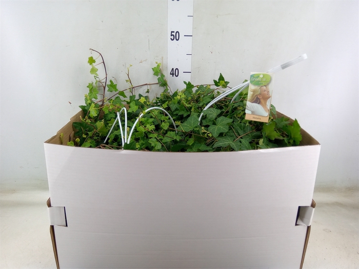 <h4>Hedera helix 'Pittsburgh'</h4>