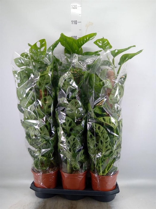 <h4>Monstera obliqua 'Monkey Mask'</h4>