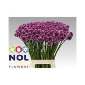 ALLIUM SPHAEROCEPHALON