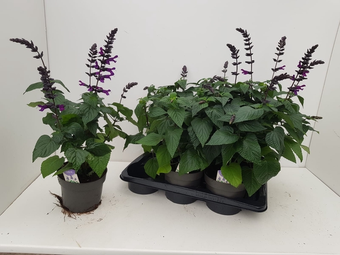 SALVIA BLACK & BLOOM