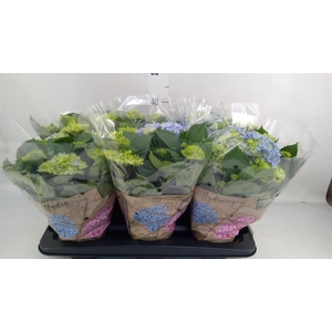 Hydrangea mac. 'Early Blue'