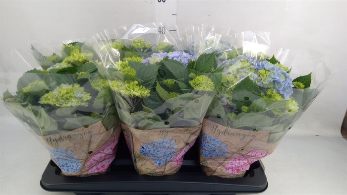 <h4>Hydrangea mac. 'Early Blue'</h4>