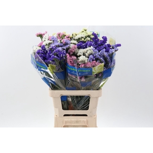 Limonium sinuatum 'Mix'