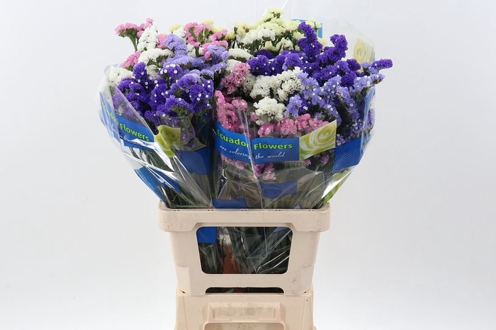 <h4>Limonium sinuatum 'Mix'</h4>