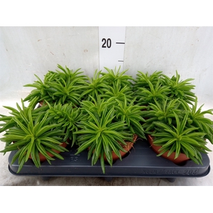 Peperomia fereirae 'Happy-Bean'