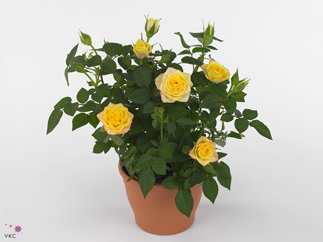 Rosa Amazing Jewel Beau Monde (10,5 cm) met bijsteker kerst