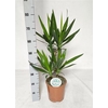 Yucca 45-20 Cm 2+