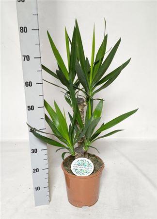 Yucca 45-20 Cm 2+