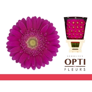 GE MI AIRPLAY-Diamond*60