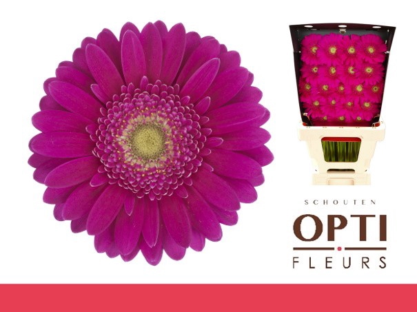 <h4>GE MI AIRPLAY-Diamond*40</h4>