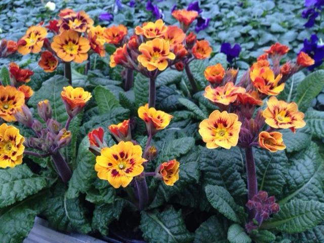 <h4>PRIMULA VERIS</h4>