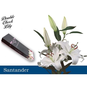 LI OR SANTANDER FLORISTBOX 4+