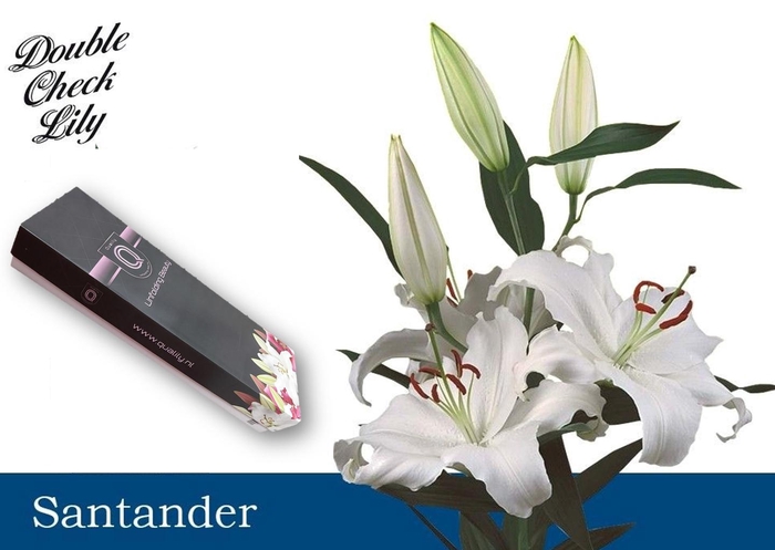 <h4>LI OR SANTANDER FLORISTBOX 5+</h4>