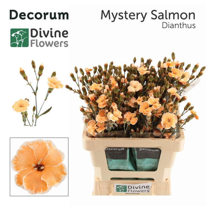 <h4>DI TE MYSTERY SALMON H%</h4>