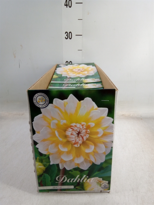 <h4>Dahlia   ...flowerbulbs</h4>