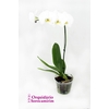 PHALAENOPSIS P15 BRANCO MIN 5 FLS