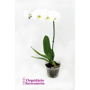 PHALAENOPSIS P15 BRANCO MIN 5 FLS