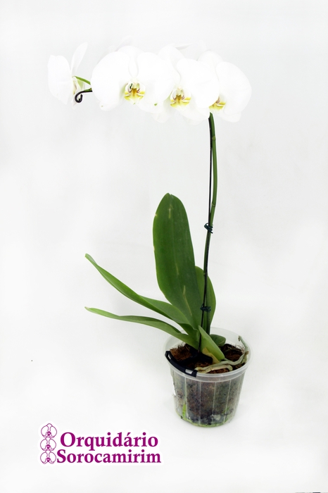 <h4>PHALAENOPSIS P15 BRANCO MIN 5 FLS</h4>