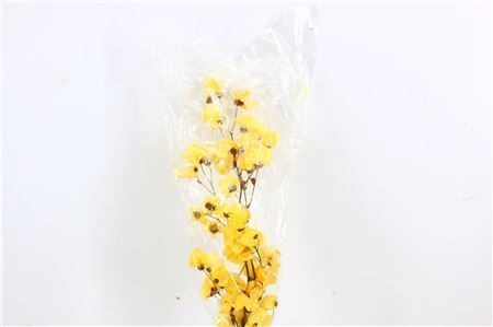 <h4>Dried Bougainvillea 55cm Yelllow Bunch</h4>