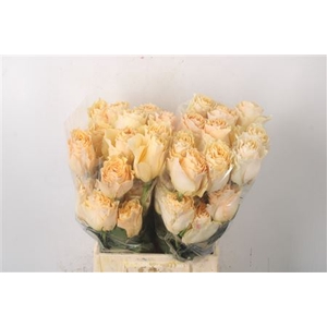 R Gr Ec Cream Carpe Diem