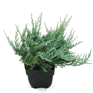 Juniperus horizontalis 'Blue Chip' P17