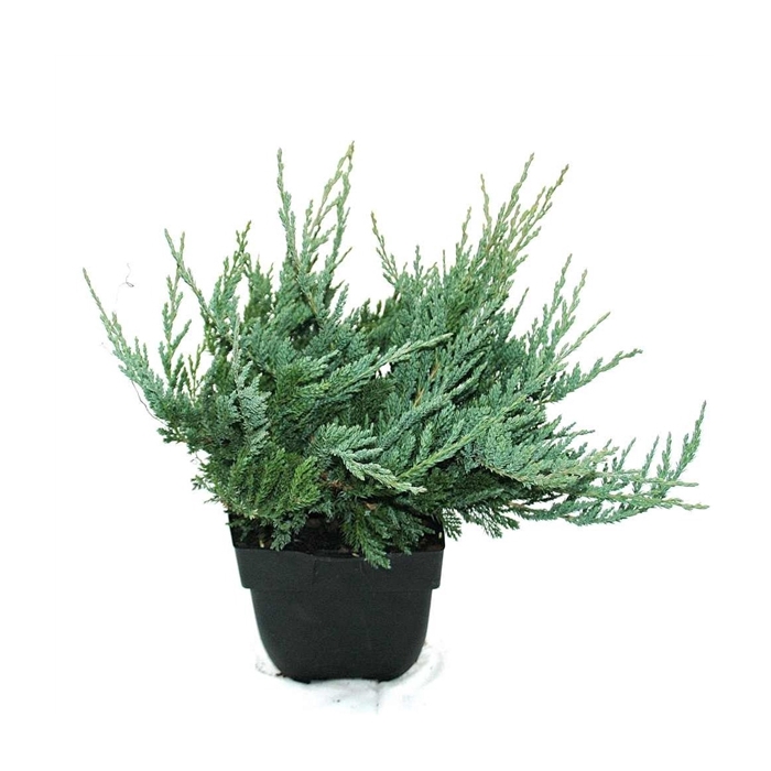 <h4>Juniperus horizontalis 'Blue Chip' P17</h4>